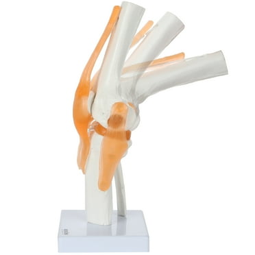 Axis Scientific Human Knee Joint with Functional Ligaments Anatomy Model