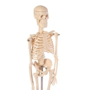 Skeleton Model，Learning Mannequin Full Body,Miniature Model, Easy to Manipulate,17 inches