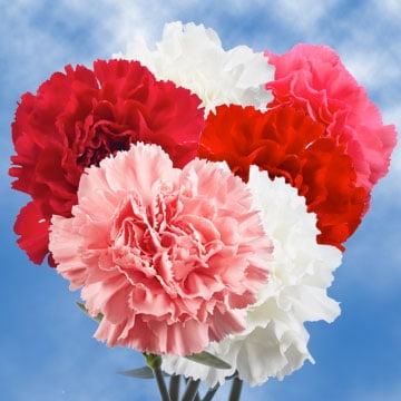 GlobalRose 100 Fresh Cut Carnations for Valentine's Day - Fresh Flowers Express Delivery - Perfect Valentine's Day Gift