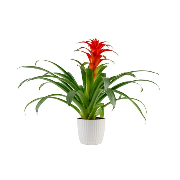 Plants with Benefits by Costa Farms 14" Bromeliad House Plant in 6" Decor Pot