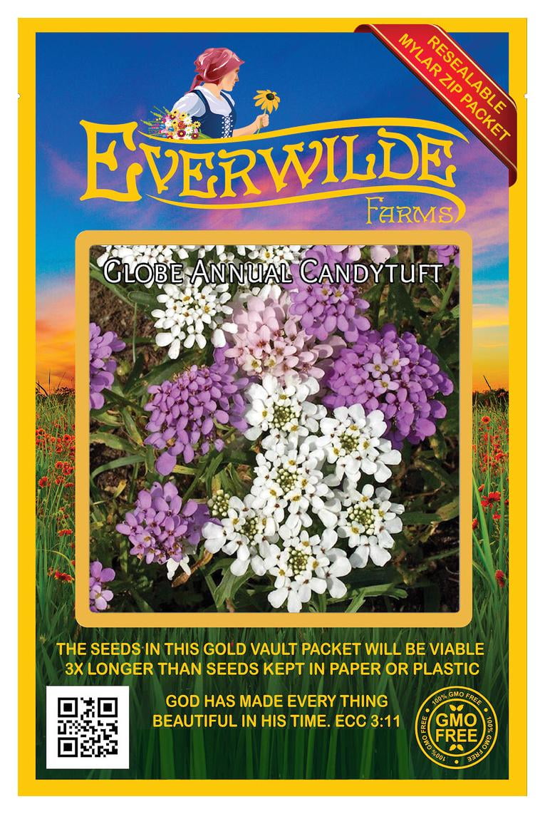 Captivating Candytuft Seeds Image Nature Captivating Candytuft Seeds Image Nature