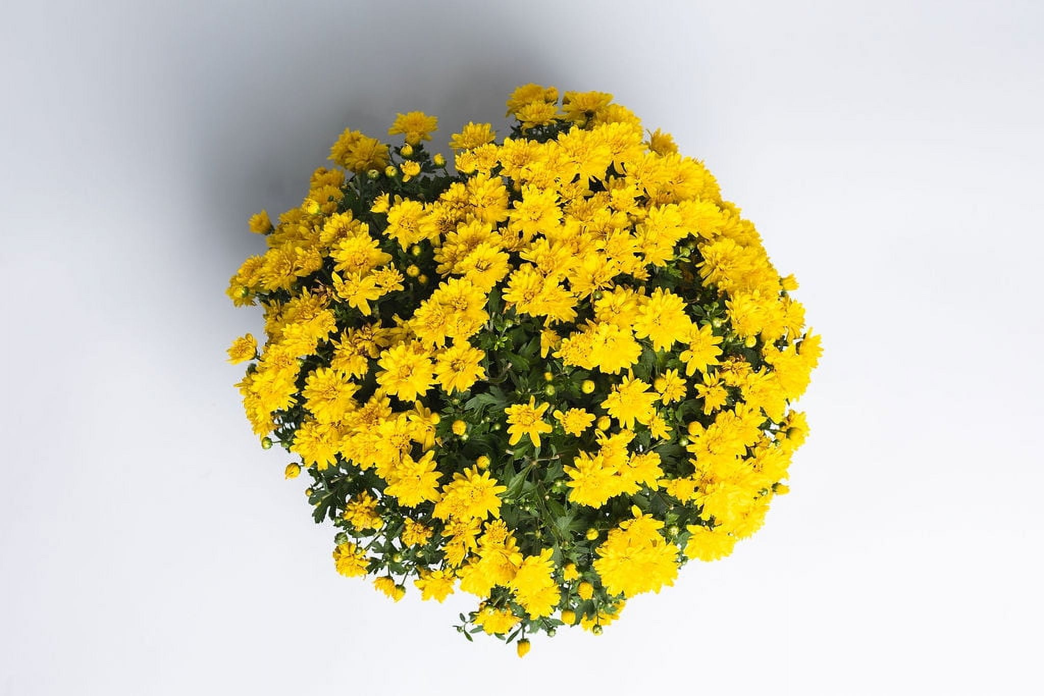 Expert Gardener 8IN Mum Yellow Live Plants Full Sun - Walmart.com