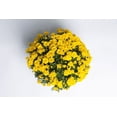thumbnail image 3 of Expert Gardener Yellow Quart Mum 4-Pack Live Plant, 3 of 6