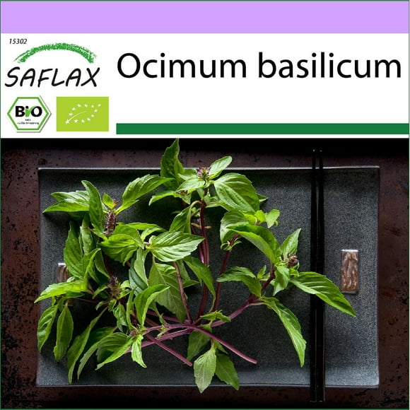 - 250 Seeds - Organic - Basil Thai - Bio - Basilic - Thaï - Bio - Basilico Tailandese - Ecológico - Albahaca Tailandesa - Basilikum Thai