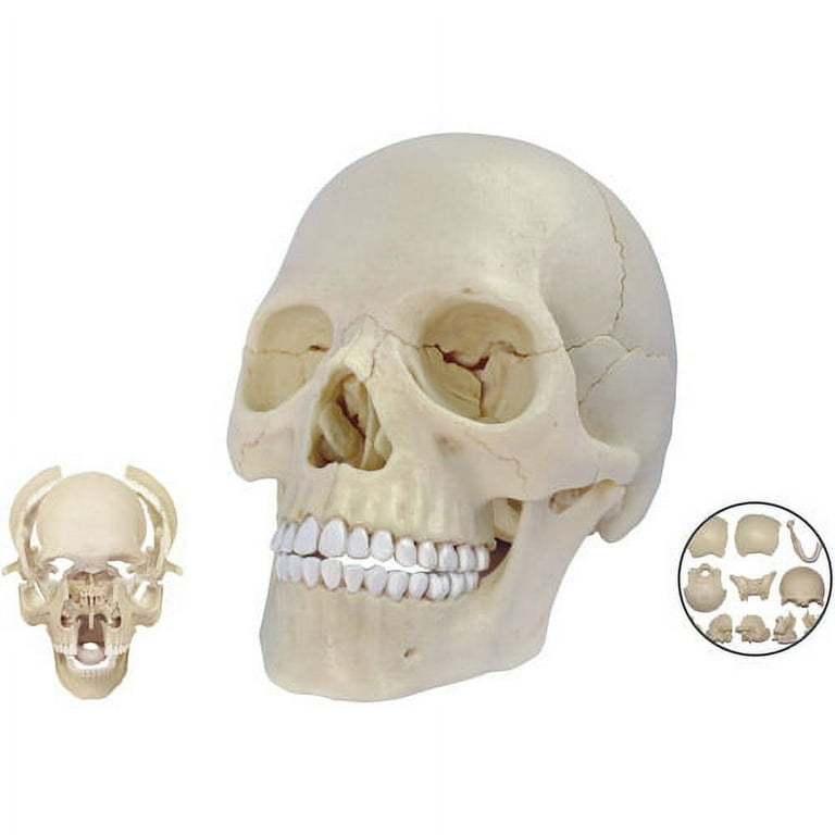 4D Exploded Human Skull Anatomy Model with 17 Detachable