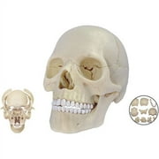 4D Exploded Human Skull Anatomy Model with 17 Detachable Parts