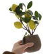 thumbnail image 5 of BRIGHTFUFU Planta Artificial De Bonsái En Maceta Para Y, 5 of 6