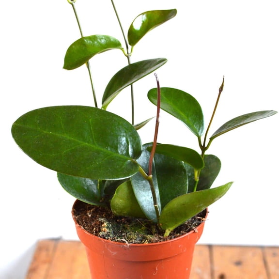 Hoya Australis - Live Plant in a 2 Inch Pot - Beautiful Vining Indoor Houseplants Straight from The Nursery