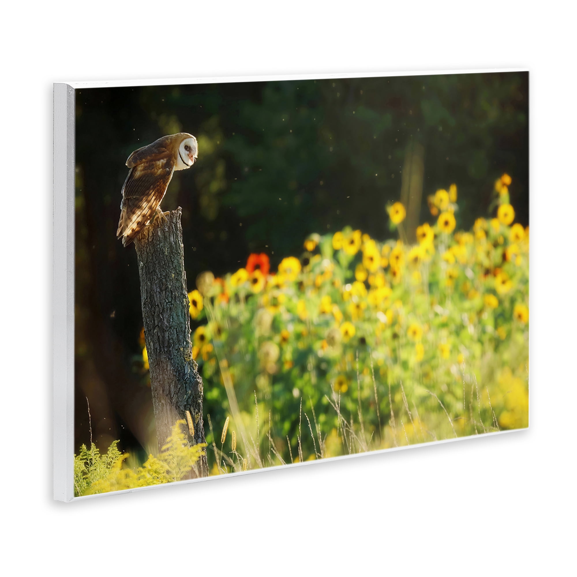 Stupell Industries Owl Perched in Meadow Landscape Photography Unframed Art Print Wall Art, 19 x 13
