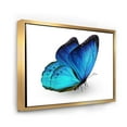 thumbnail image 3 of Designart 'Close Up Of Vibrant Blue Butterfly On White' Modern Framed Canvas Wall Art Print, 3 of 5