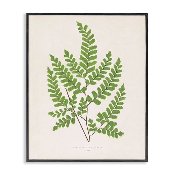 Stupell Industries Woodland Sprigs Study Floral Painting Black Framed Art Print Wall Art, 11 x 14