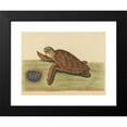 thumbnail image 2 of Mark Catesby 24x19 Black Modern Framed Museum Art Print Titled - The Hawks-Bill Turtle (Testudo Caretta) (1731-1743), 2 of 5