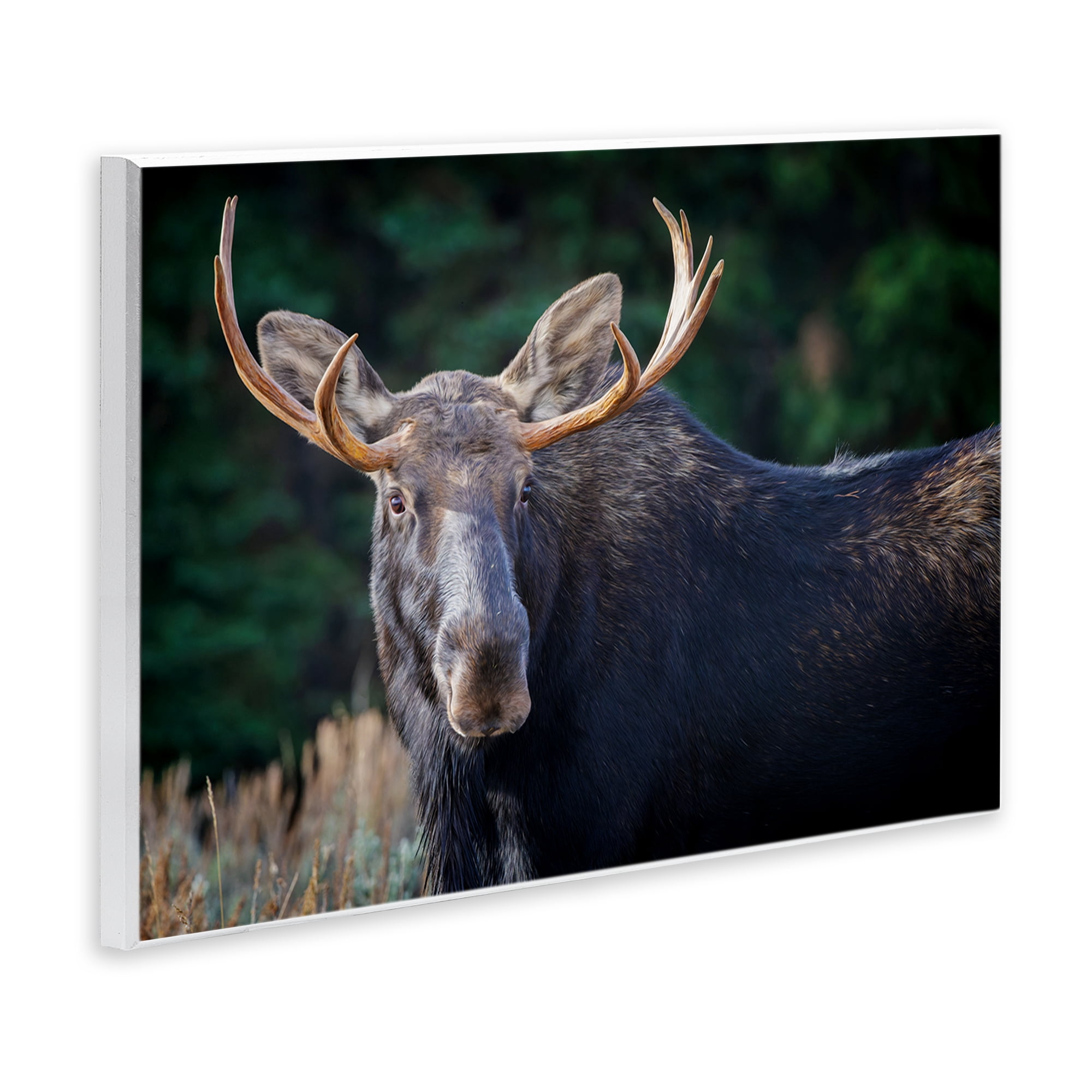 Stupell Industries Stoic Elk Portrait Animals Photography Unframed Art Print Wall Art, 19 x 13