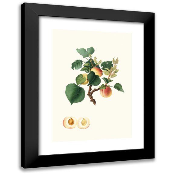 Giorgio Gallesio 11x14 Black Modern Framed Museum Art Print Titled - Alexandrian Apricot White with Sweet Almond Or, Second Alexandrine. (Apricot) (1817-1839)
