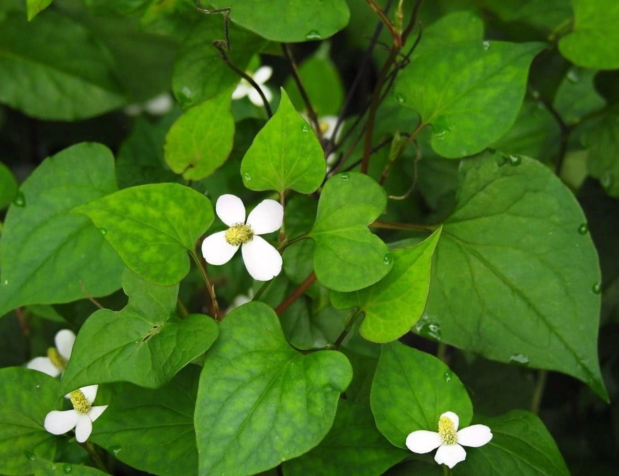 300 Fish Mint Seeds for Planting - Houttuynia Cordata - Chameleon Plant - Perennial Herb