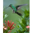 thumbnail image 2 of Fitzharris, Tim 20x24 Gold Ornate Wood Framed with Double Matting Museum Art Print Titled - Green Crowned Brilliant Hummingbird, 2 of 4