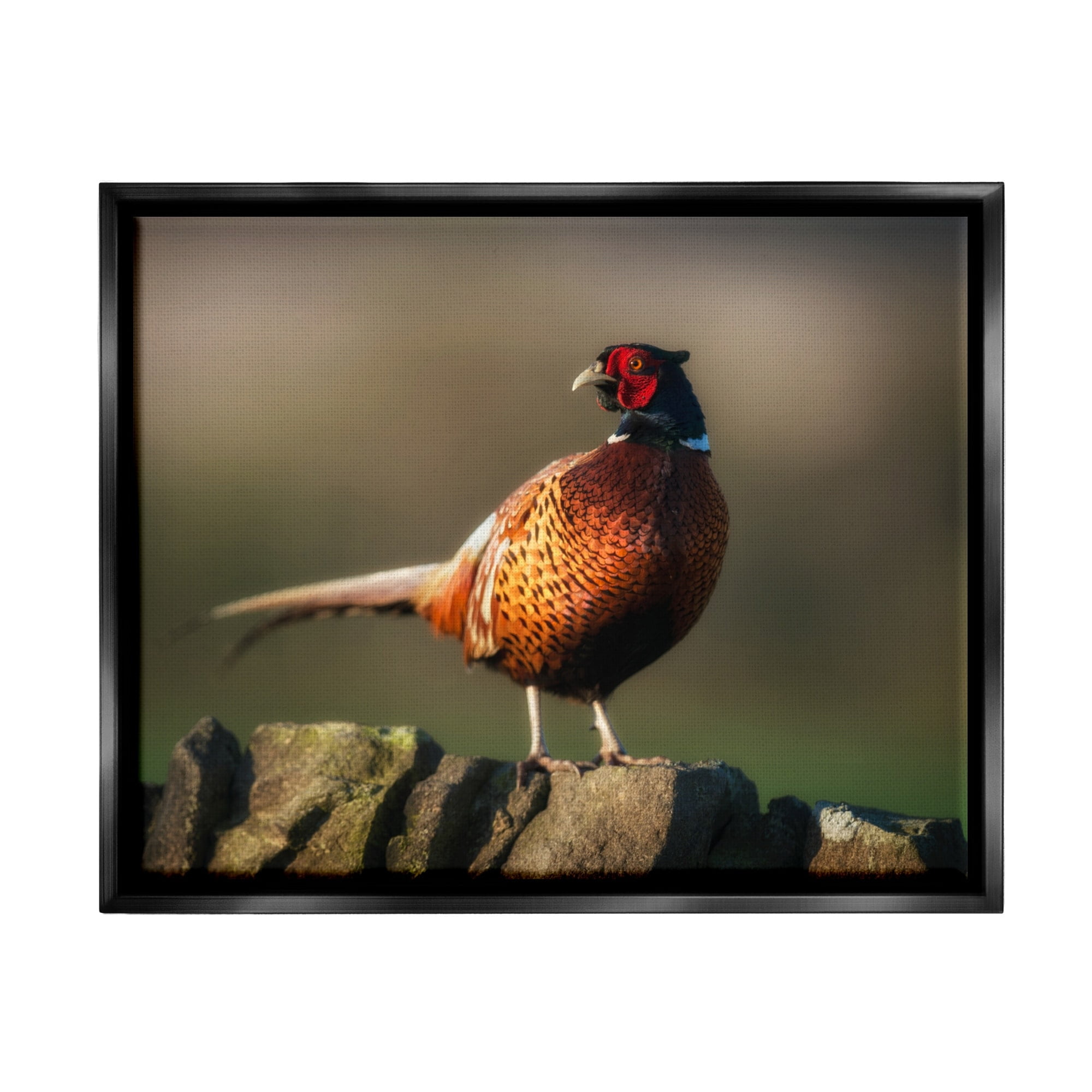 Stupell Industries Illuminated Pheasant Bird Standing Woodland Nature Scenery Photograph Luster Gray Floating Framed Canvas Print Wall Art, Design by James Dobson