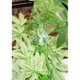 thumbnail image 5 of 4 PCS Reptiles Flexibles Ranas Vine Jungle Climber Vines Decoración Artificial Sunnimix Reptiles Vine Jungle, 5 of 8