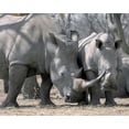 thumbnail image 2 of Zuckerman, Jim 18x15 White Modern Wood Framed Museum Art Print Titled - Africa, Namibia White rhino mother and calf, 2 of 4