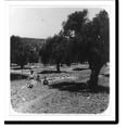 thumbnail image 2 of Historic Framed Print, Olive groves near Bethlehem, 17-7/8" x 21-7/8", 2 of 9