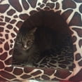 thumbnail image 4 of Lopard Chien Chenil Maison Chien Pet Chenil Doux Confortable Chat Chau, 4 of 4