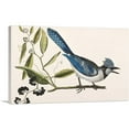 thumbnail image 1 of ARTCANVAS Crested Jay Canvas Art Print by Mark Catesby - Size: 26" x 18" (1.50" Deep), 1 of 9