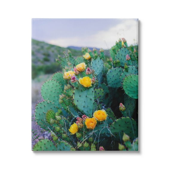 Stupell Industries Vivid Cactus Blossoms Photograph Gallery Wrapped Canvas Print Wall Art, Design by Sonja Quintero
