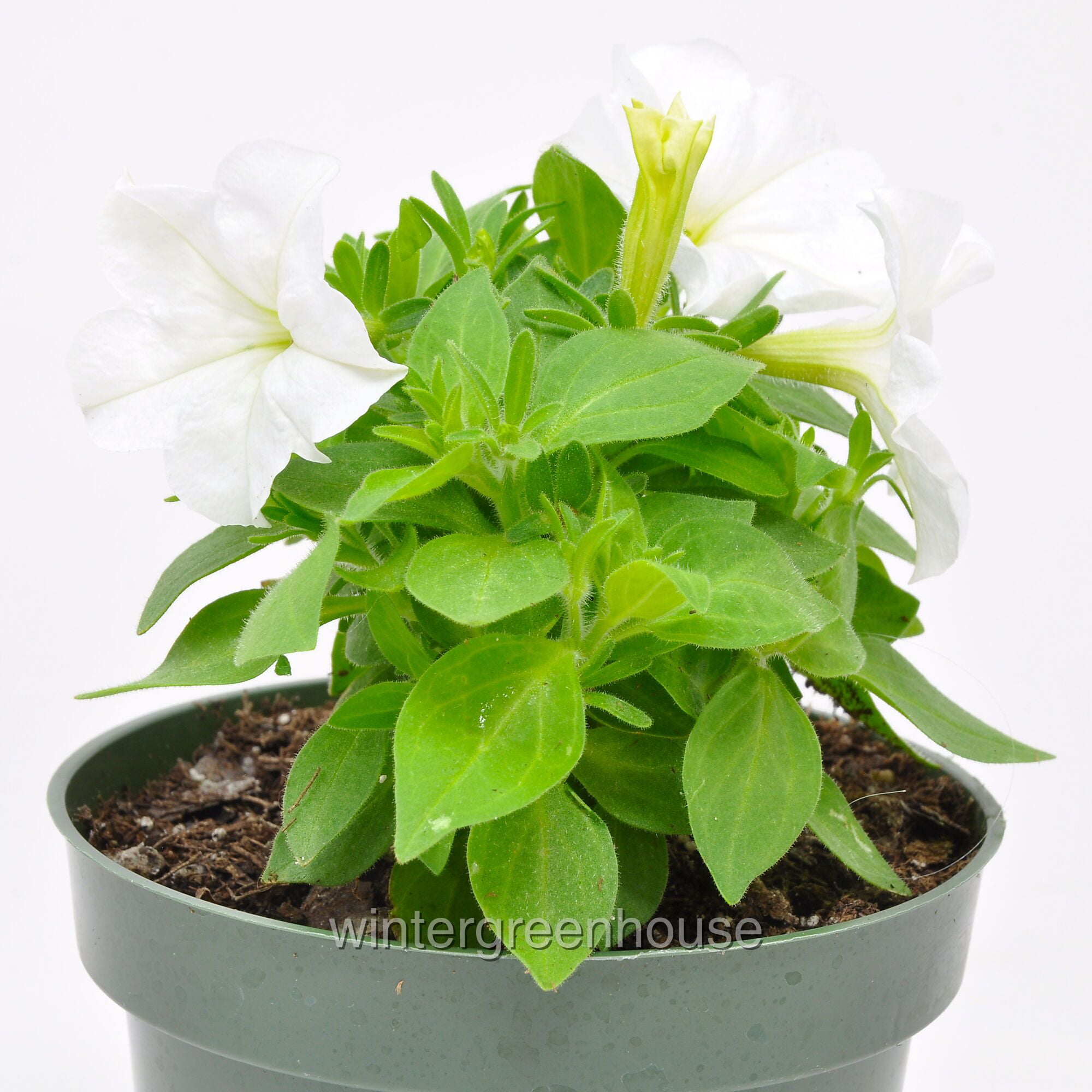 Petunia, Firefly - Pot Size: 4.5" - Flowering Plants, Plants