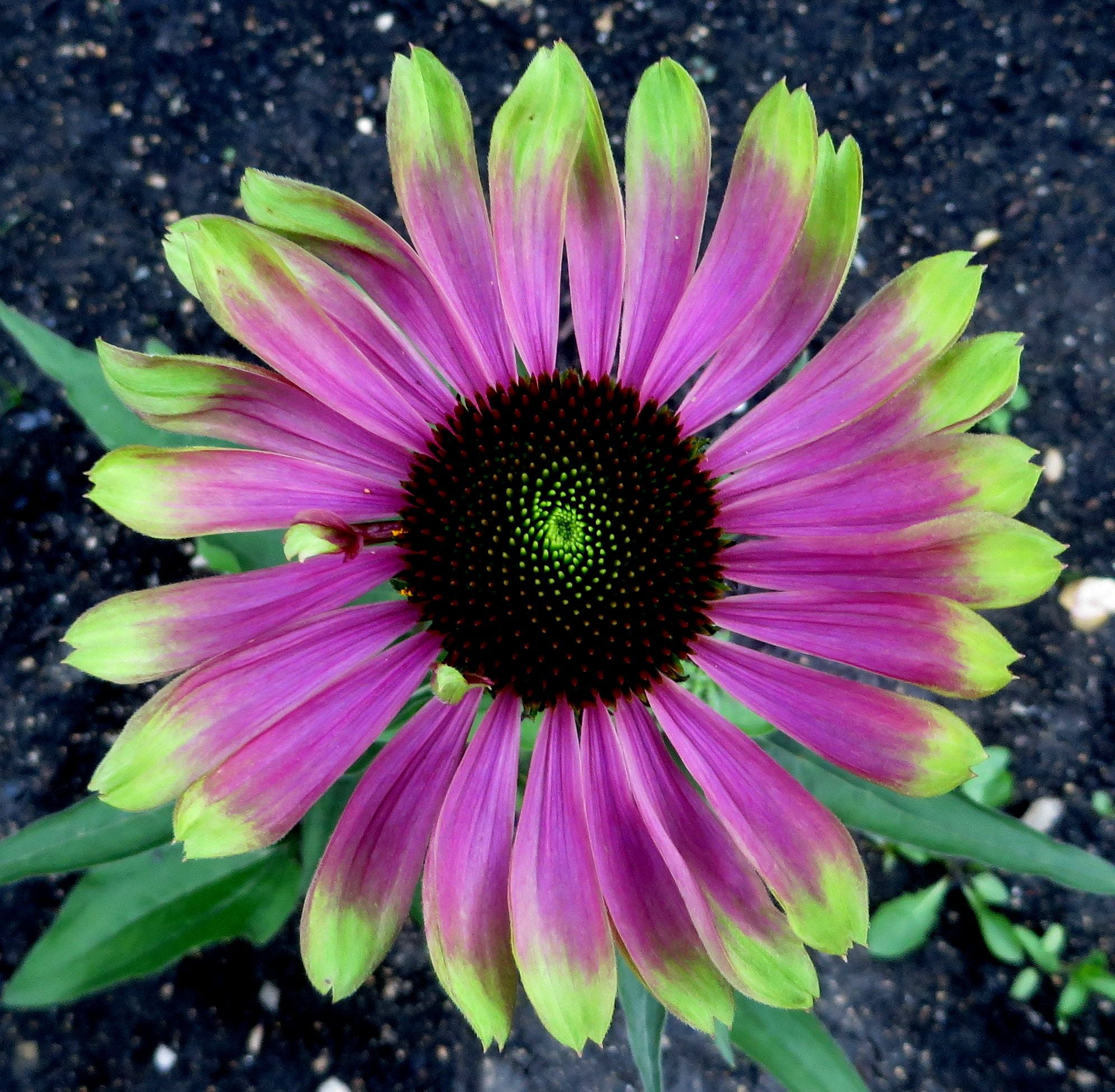 Echinacea purpurea Green twister 1 litre