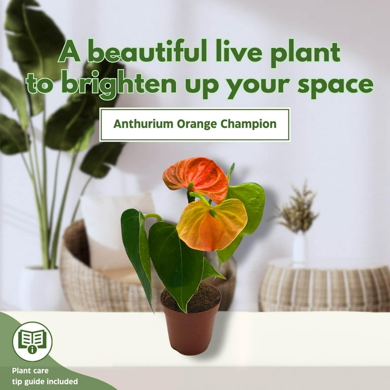 BubbleBlooms Anthurium Orange Champion 2 inch Orange Flower - Walmart.com
