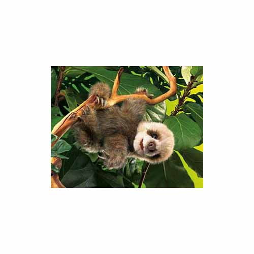 sloth bear walmart
