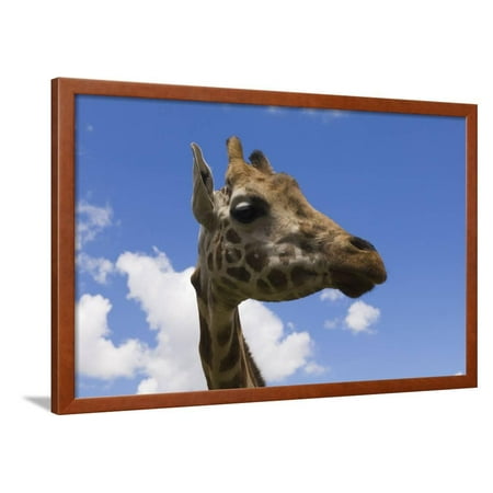 Baringo Giraffe at Giraffe Manor in Nairobi  Framed Print 