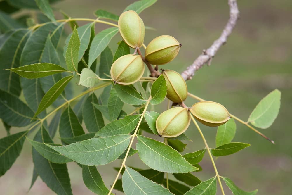 6 Pecan Tree Seeds for Planting Carya illinoinensis