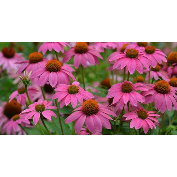 3 Echinacea Powwow Berry Coneflower 4" Pot