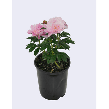 Expert Gardener 1.5G Peony Live Plant Outdoor Full Sun Flowering Perennial
