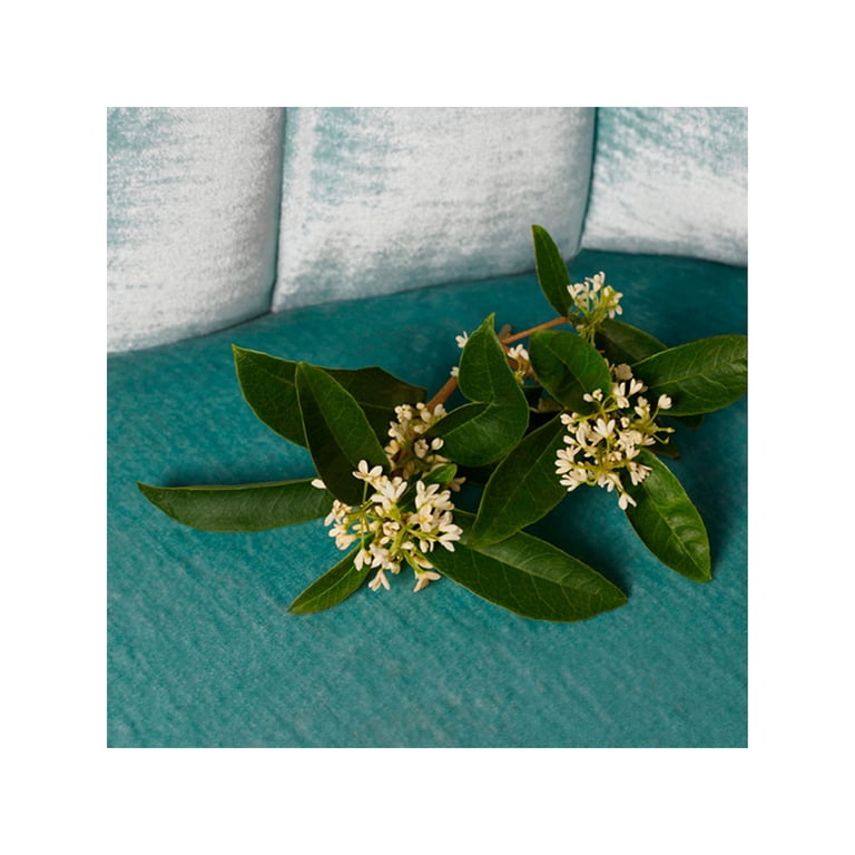 Gucci Bloom Nettare di Fiori Eau De Parfum Intense Spray 1.7 oz