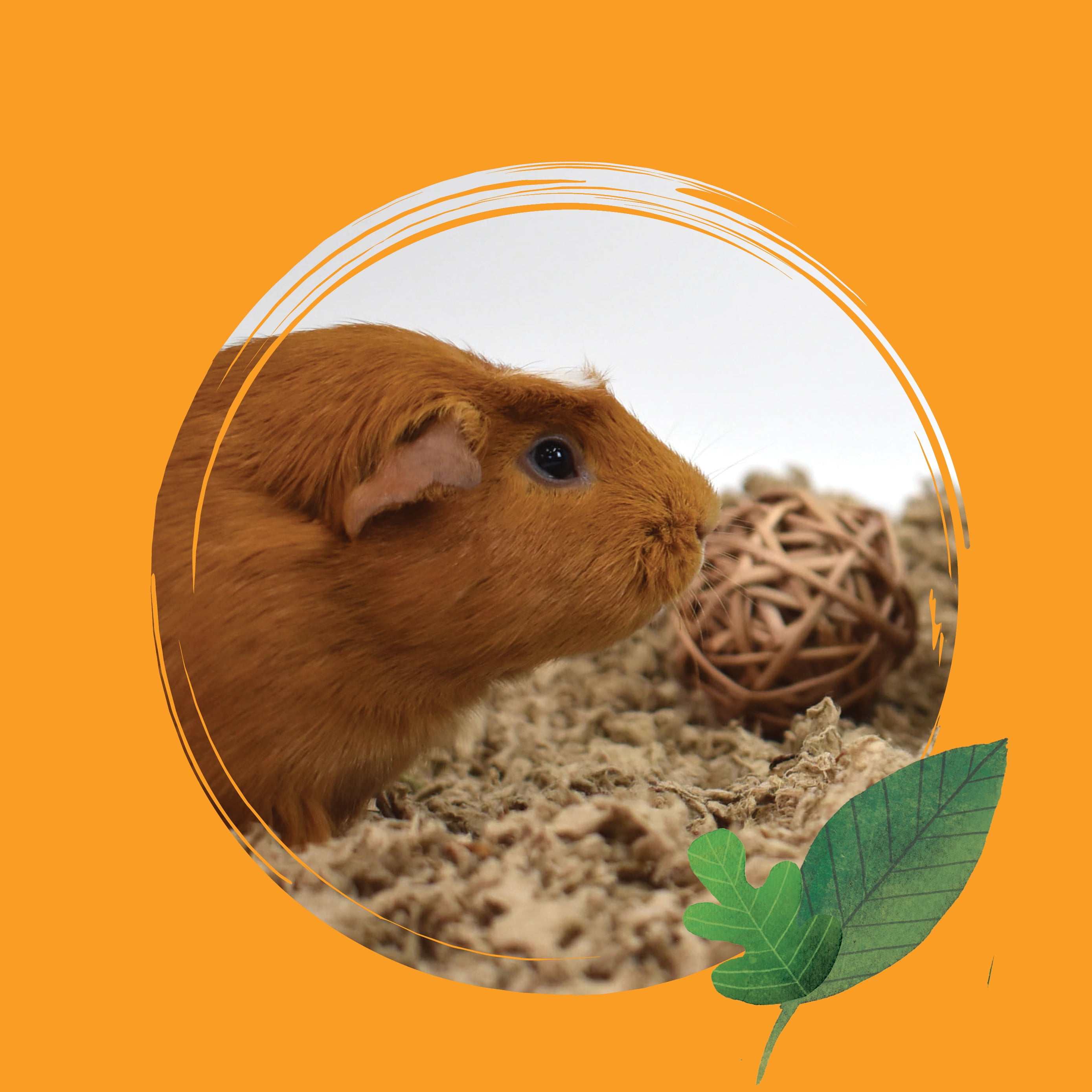 (2 pack) Crittercare Natural Paper Small Pet Bedding, 14 L