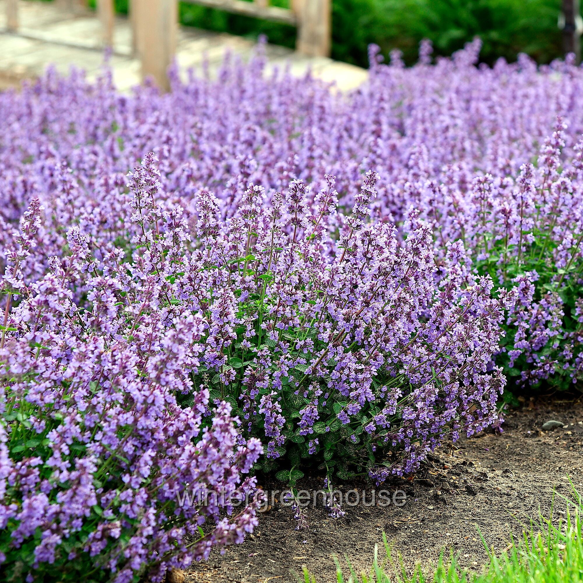 Nepeta Cat’s Pajamas Proven Winners, Catmint - Pot Size: 4.5in - Flowers