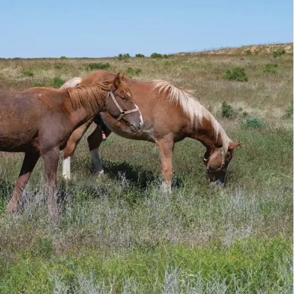 Warm Season Horse Pasture Mix - 10 lb - Covers 20,000 Sq Ft