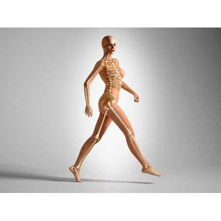3D rendering of a naked woman walking with skeletal bones superimposed Poster Print by Leonello CalvettiStocktrek