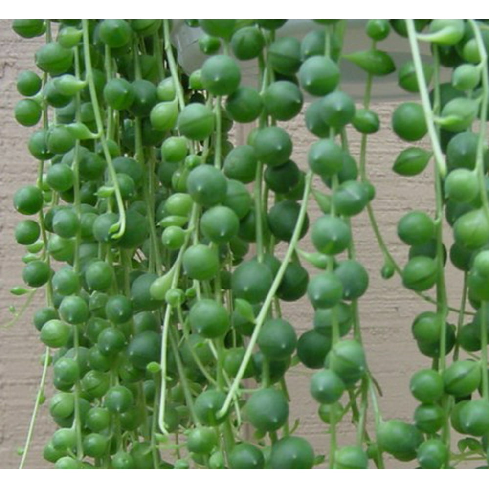 String of Pearls Senecio Easy to Grow Succulent 4.5" Hanging Pot
