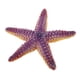 thumbnail image 2 of Figuras de criaturas marinas de plástico impermeables para niños pequeños, regalos de fiesta Estrella de mar, 2 of 6
