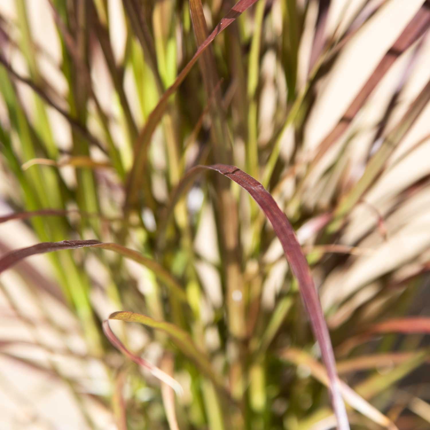 Expert Gardener Rubrum Purple Fountain Grass (2.5 Quart) Ornamental Perennial - Full Sun Live Outdoor Plant