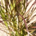thumbnail image 5 of Expert Gardener Rubrum Purple Fountain Grass (2.5 Gallon) Ornamental Perennial - Full Sun Live Outdoor Plant, 5 of 8