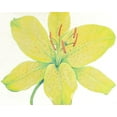 thumbnail image 2 of OToole, Tim 32x26 White Modern Wood Framed Museum Art Print Titled - Citron Tiger Lily I, 2 of 4