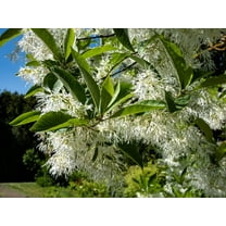 3 FRINGE TREE Chionanthus Virginicus Old Man's Beard White Flower Seeds