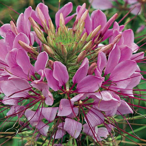 Outsidepride Cleome Violet - 2000 Seeds