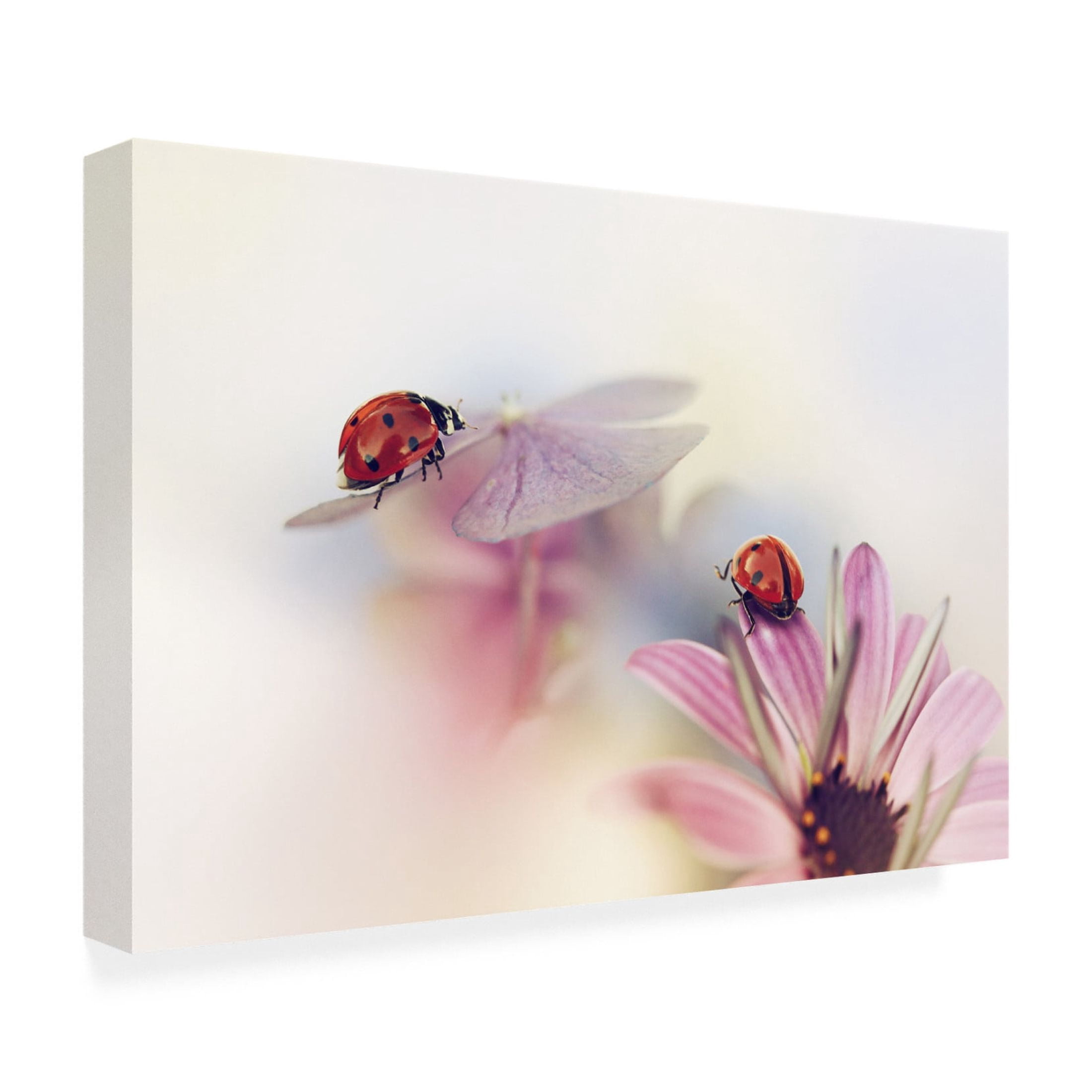 Canvas Wall Art - Ellen Van Deelen 'Last Days Of Summer' Wall Art for Living Room, Bedroom, or Office D?cor by Trademark Fine Art - 32 x 22 Inches