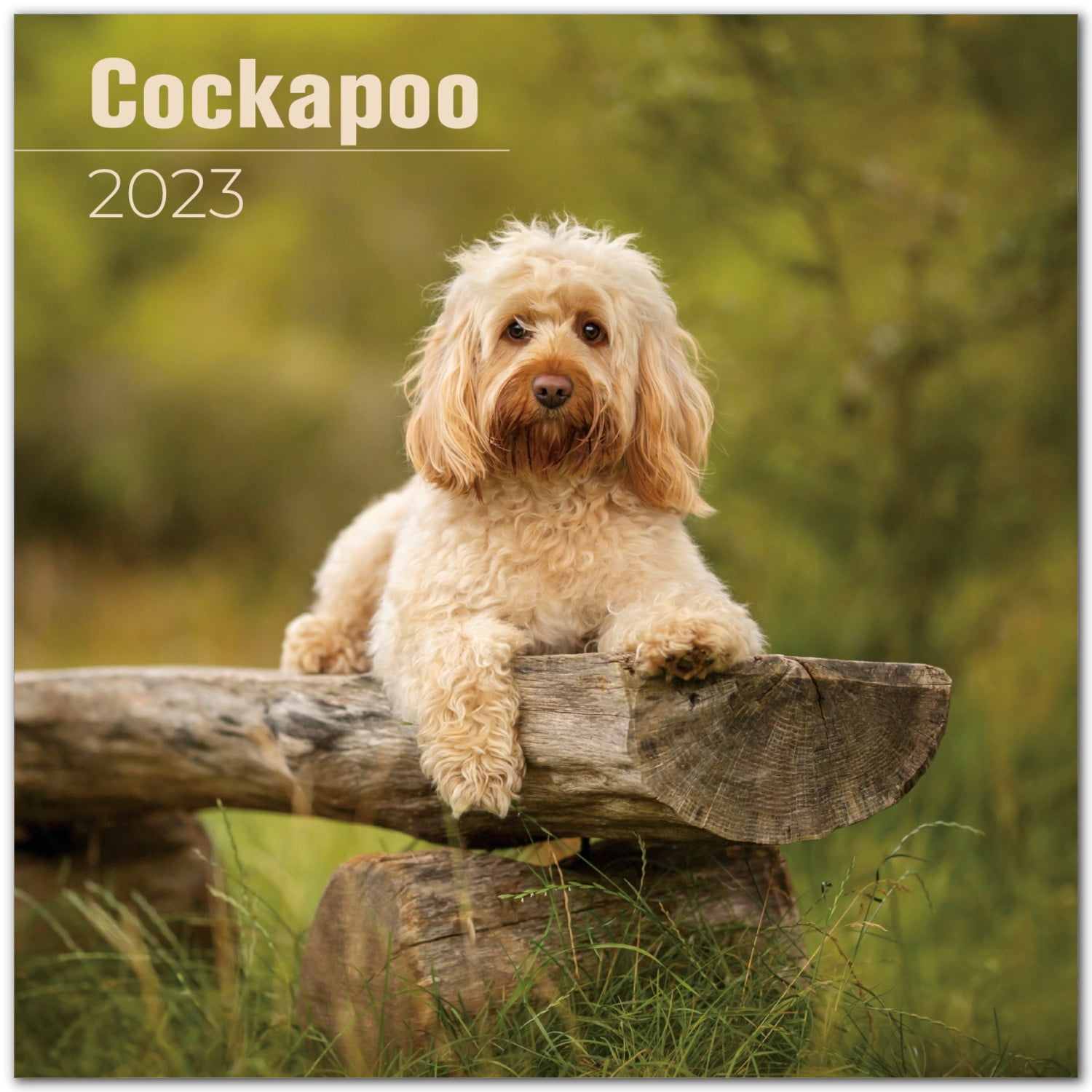 2022 2023 Cockapoo Calendar - Dog Breed Monthly Wall Calendar - 12 x 24 Open - Thick No-Bleed Paper - Giftable - Academic Teacher's Planner Calendar Organizing & Planning - Made in USA