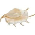 thumbnail image 2 of Lambis Truncata Spider Conch Decorative Seashell Table Top Centerpiece 9-10", 2 of 3